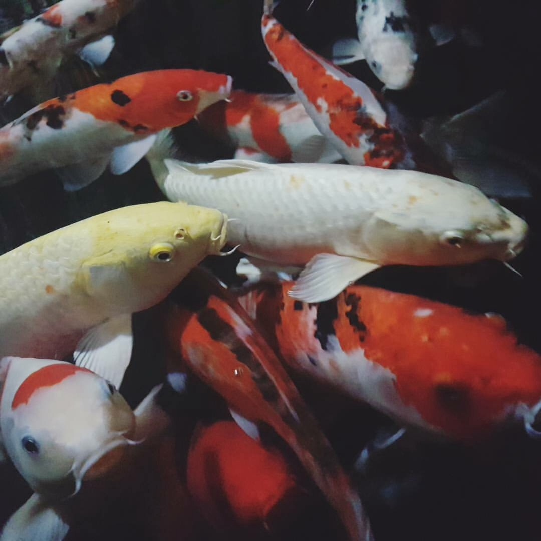 Koi