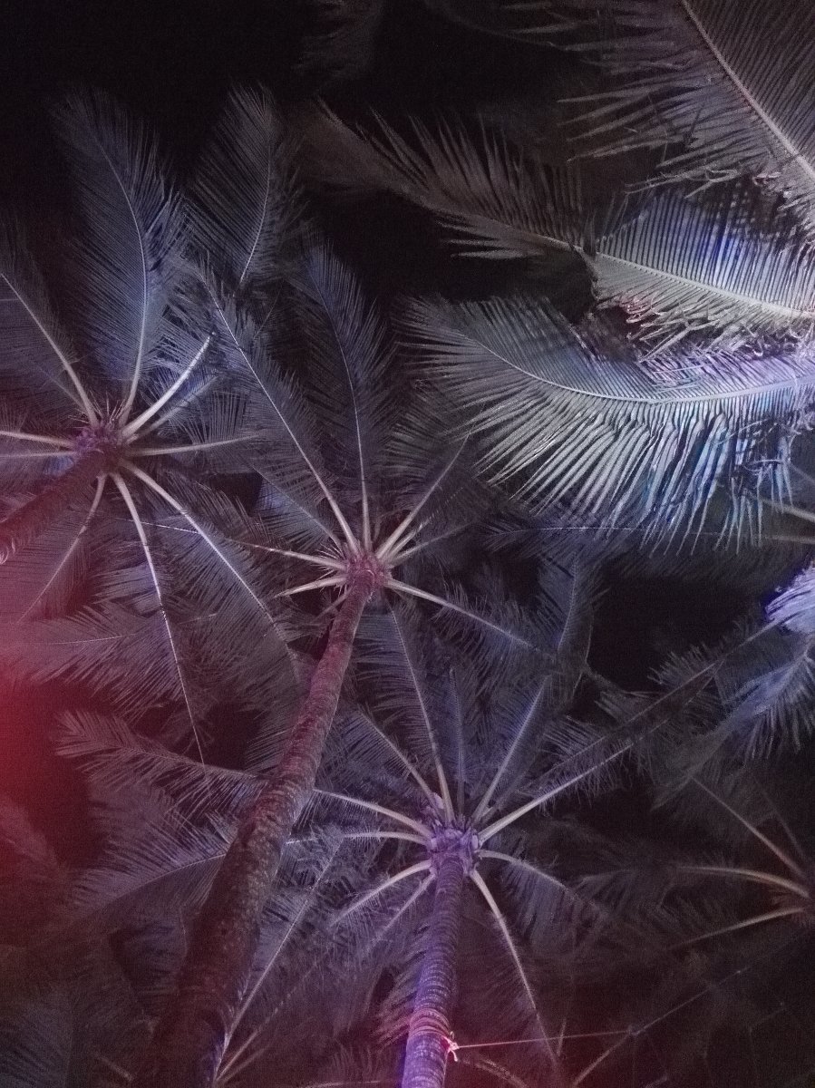 Palm trees at night with lights