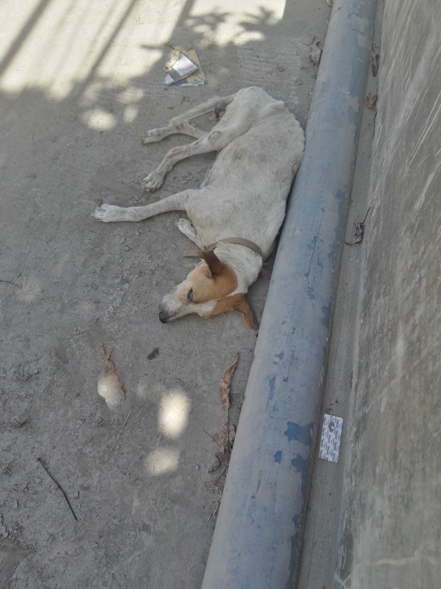 Poor dog sleeping