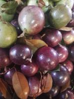 Star apple fruit so yummehhhh