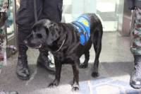 K9 at ayala