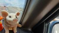 Pig on a car