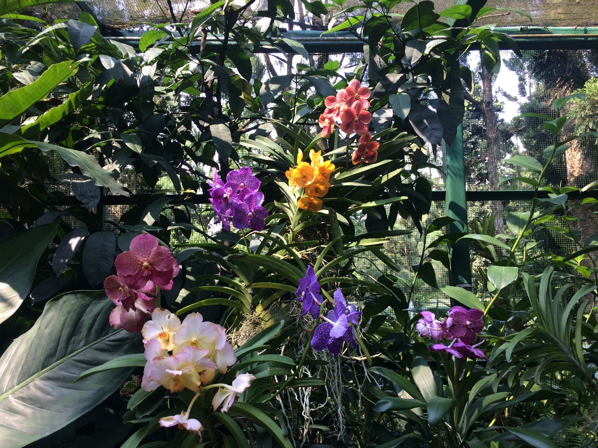 colorful, orchids, display, nature