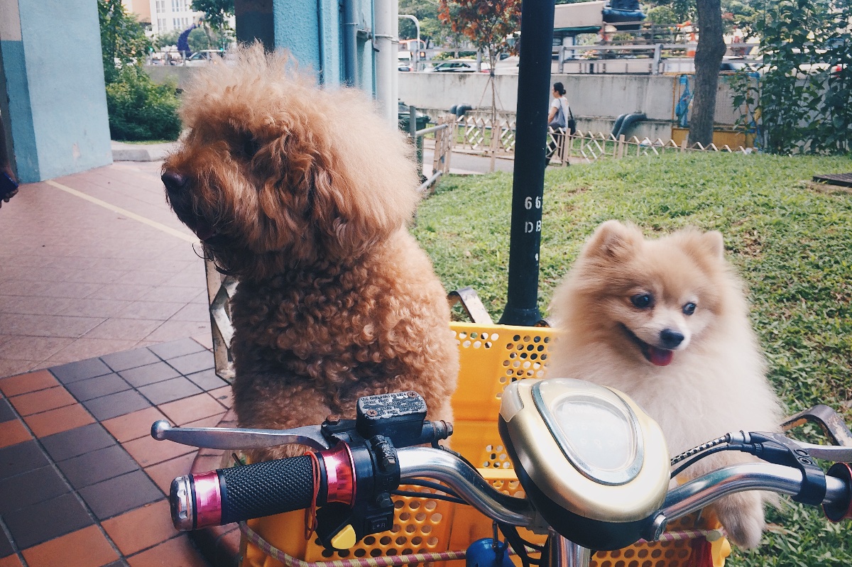 cutie, singapore, travel, explore