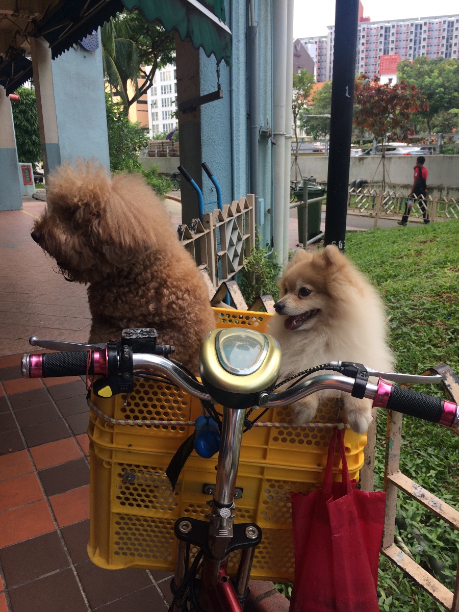 cuties, poodle, pomeranian, singapore