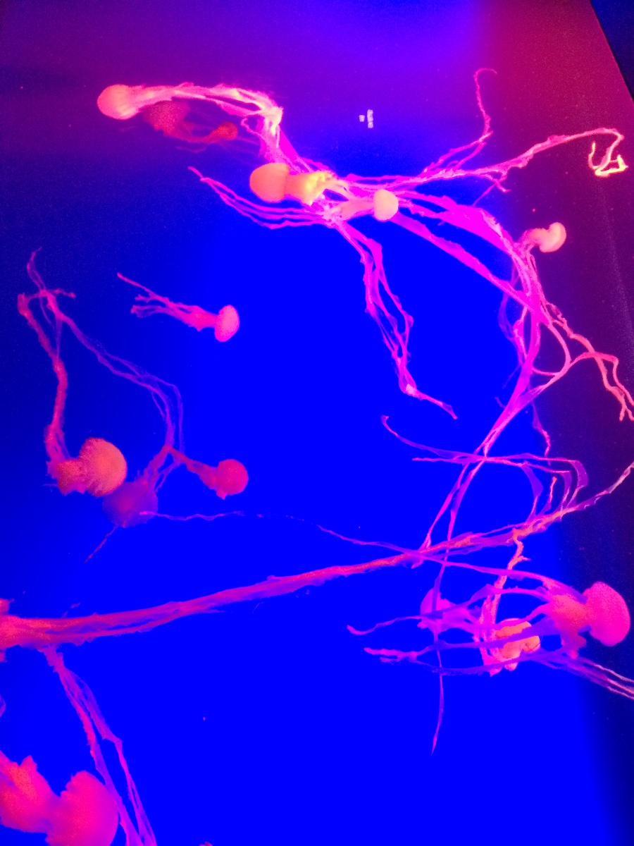 jellyfish, sea aquarium, singapore, travel, explore