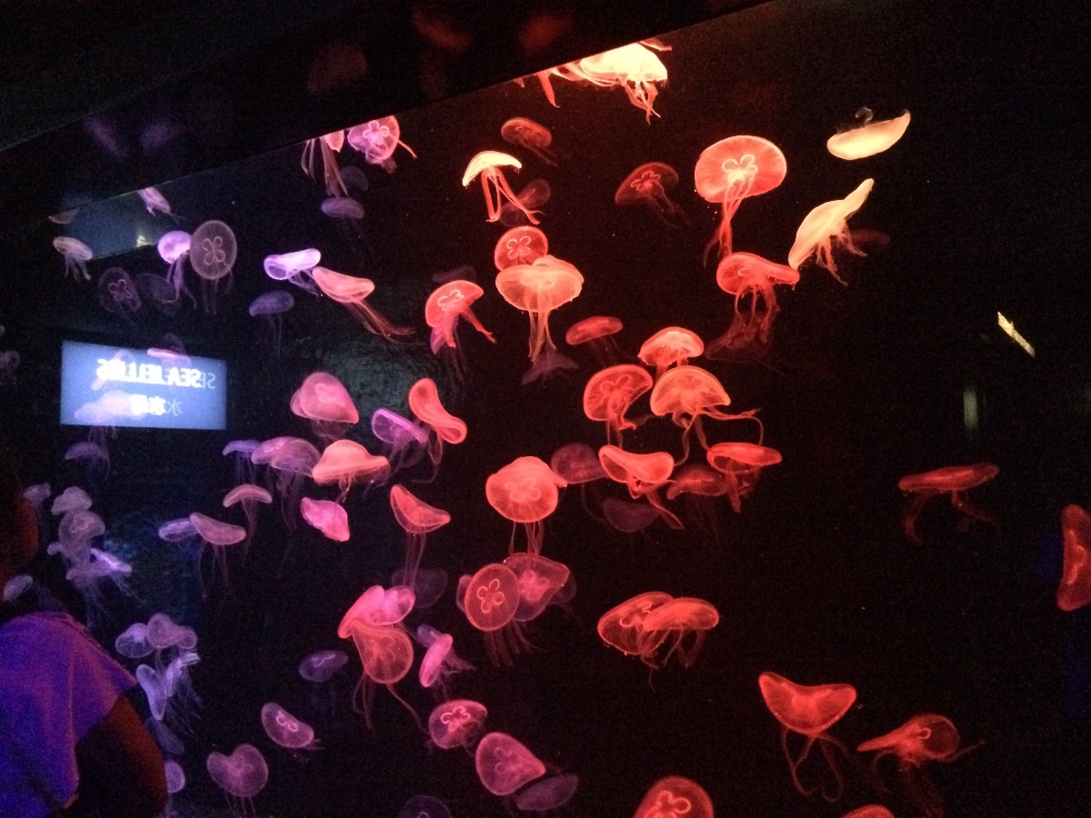 jellyfish, sea aquarium, singapore, travel, explore