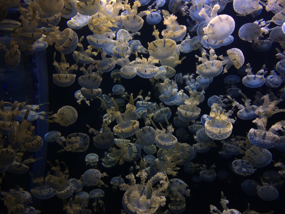 jellyfish, sea aquarium, singapore, travel, explore