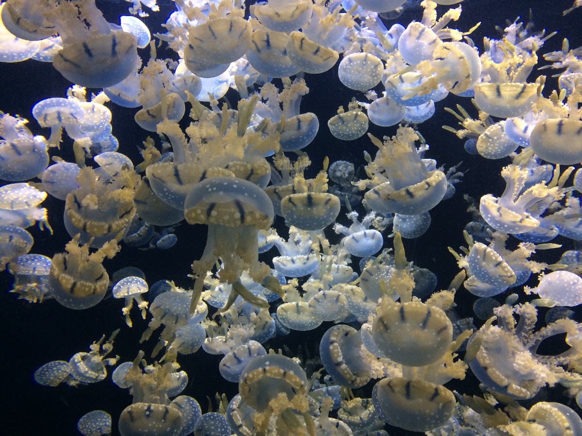 jellyfish, sea aquarium, singapore, travel, explore
