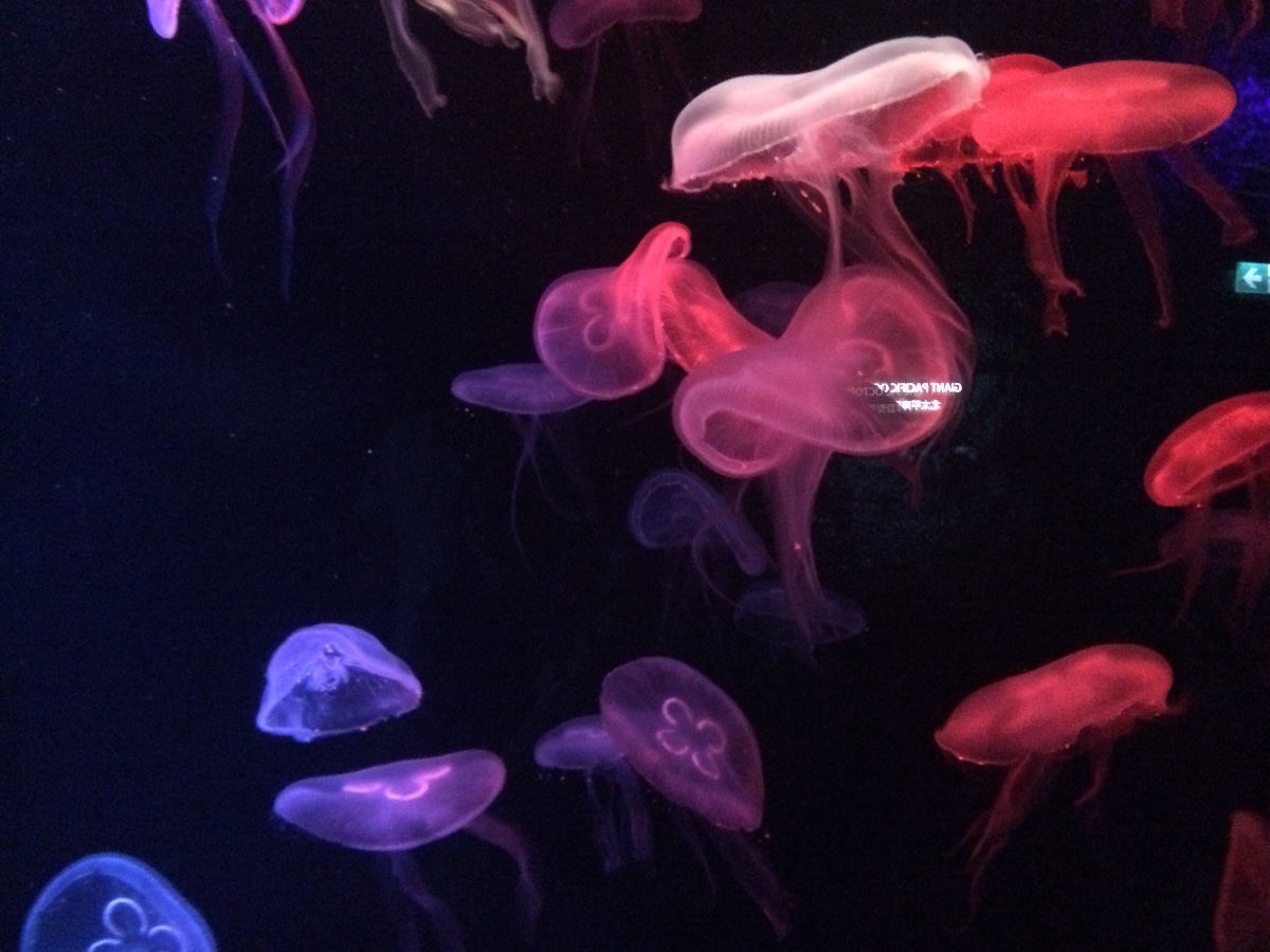 jellyfish, sea aquarium, singapore, travel, explore