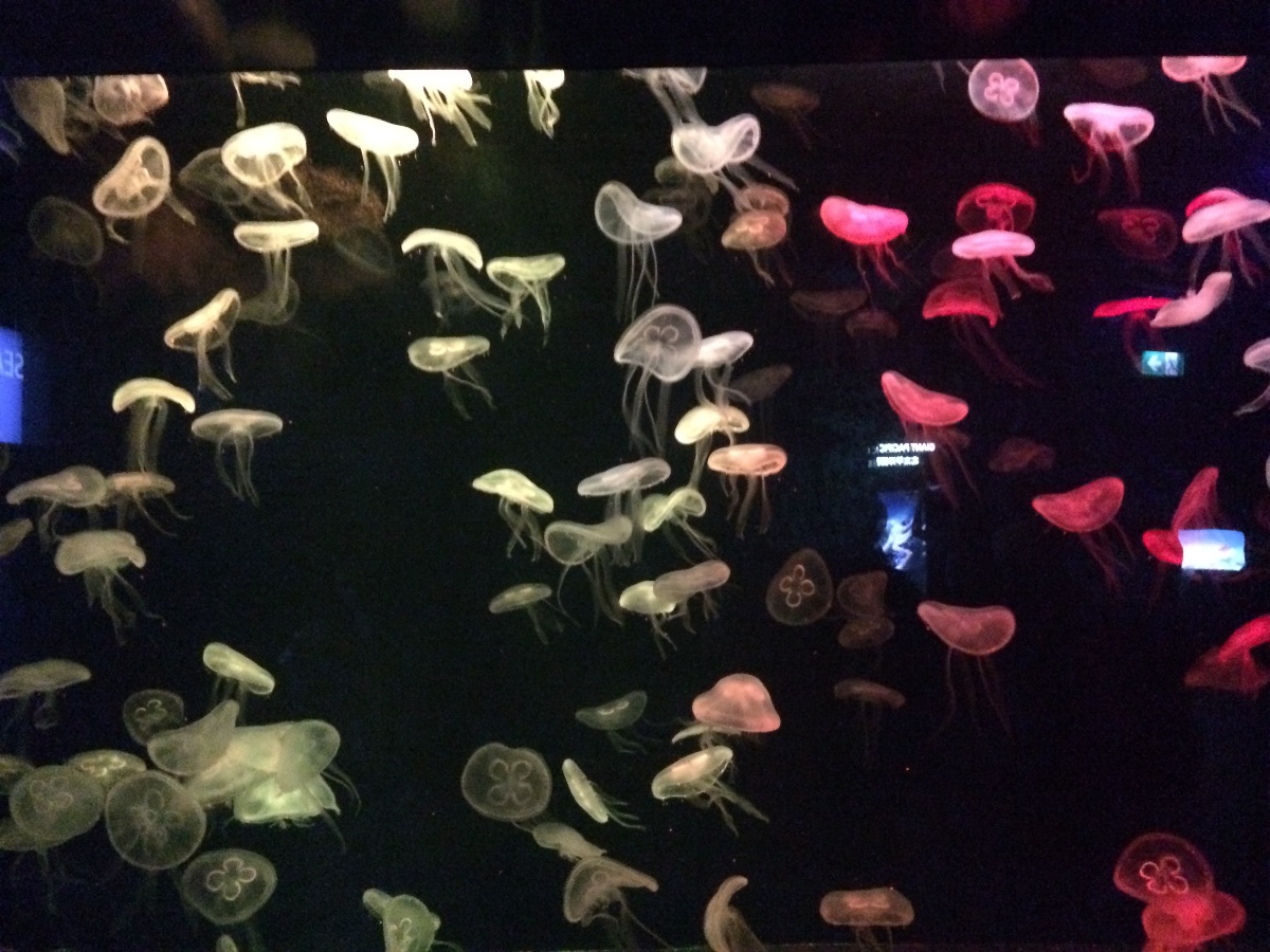 jellyfish, sea aquarium, singapore, travel, explore