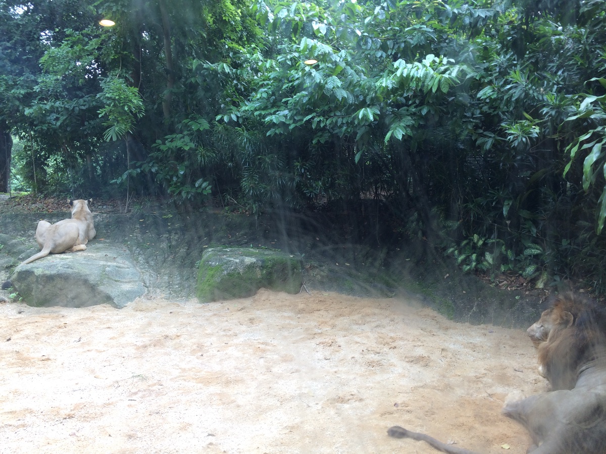 lion, zoo, singapore, travel, explore