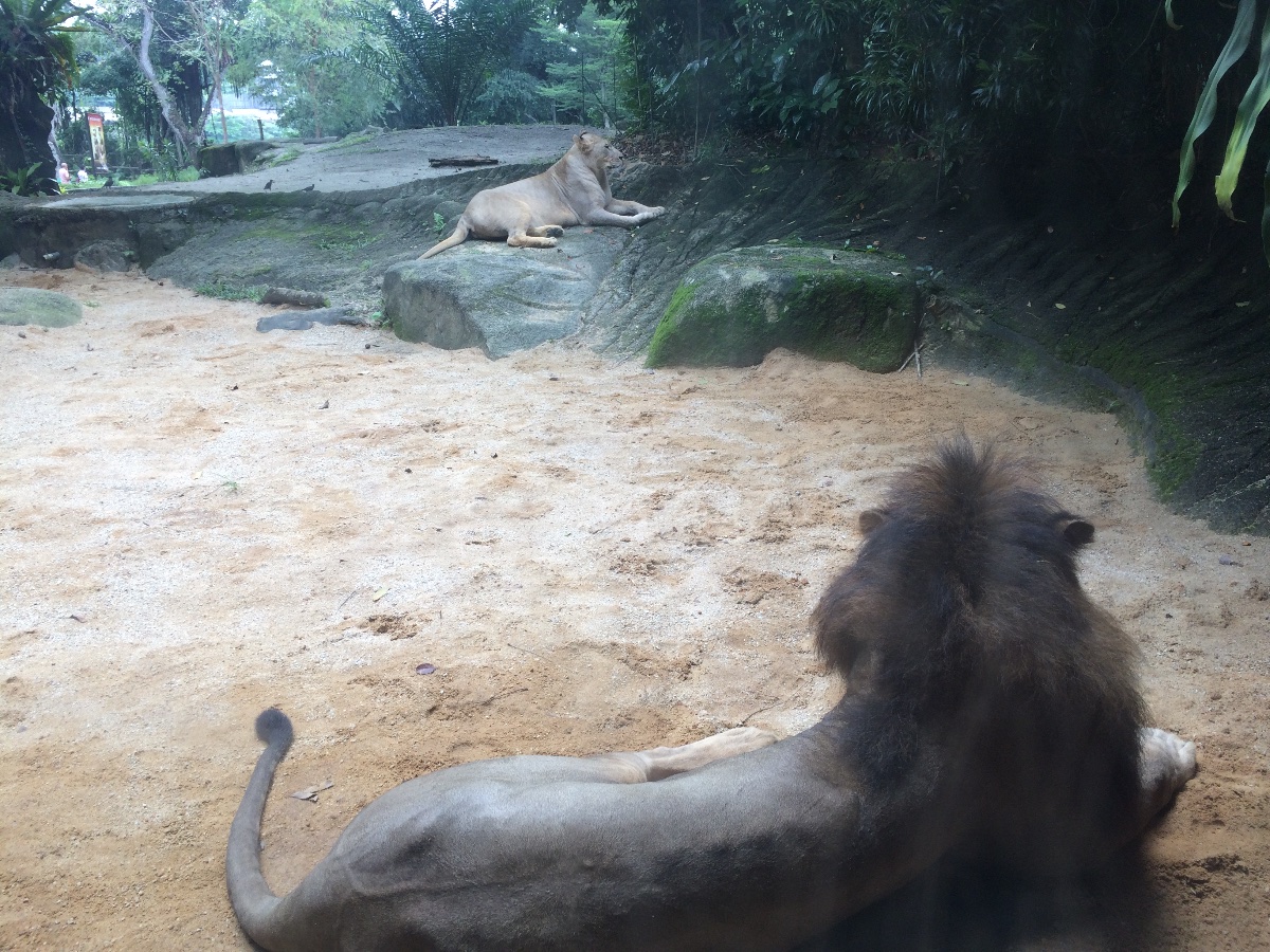 lion, zoo, singapore, travel, explore