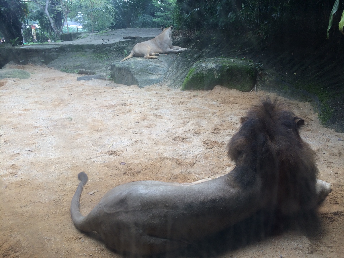 lion, zoo, singapore, travel, explore