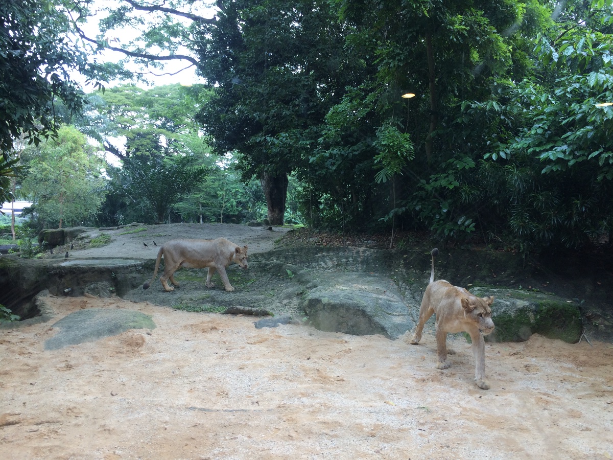 lioness, zoo, singapore, travel, explore