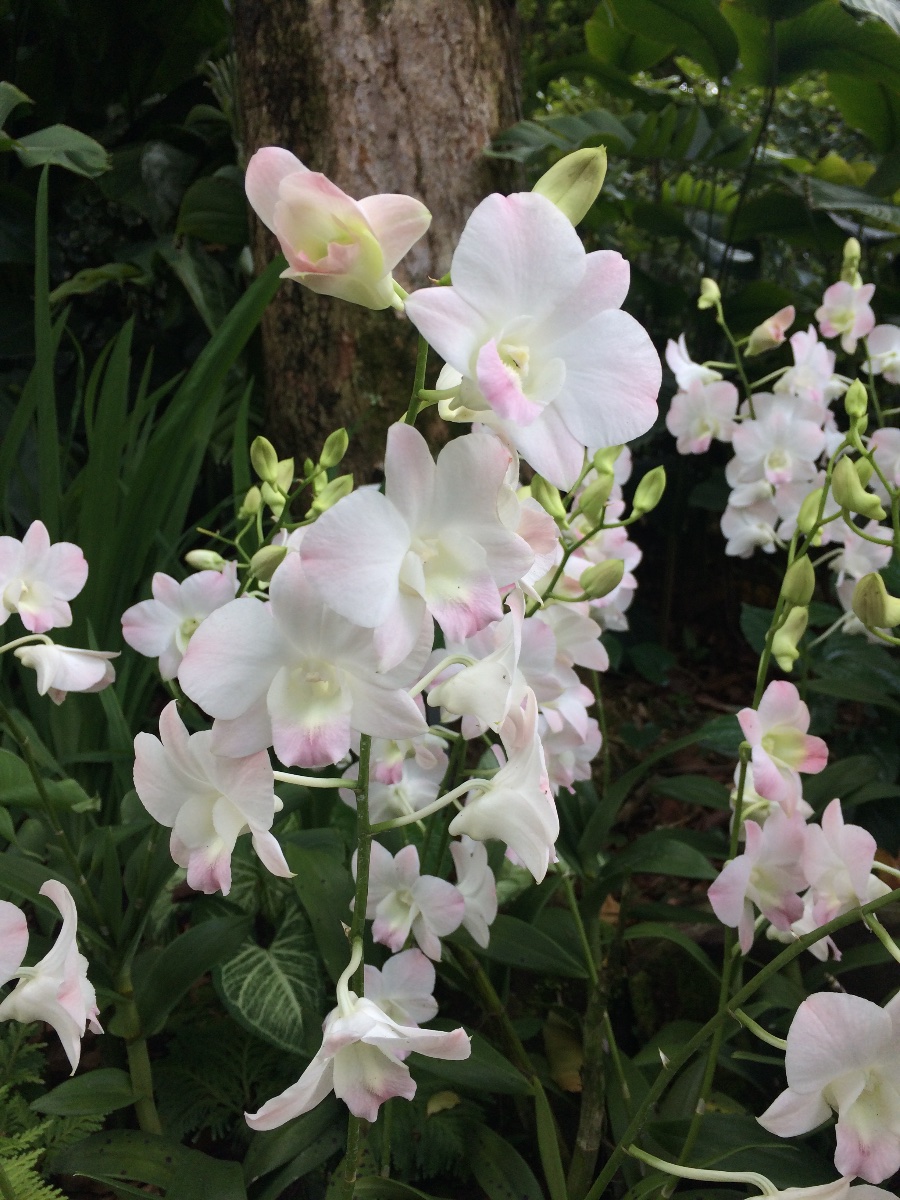 orchid, flower, white, pink
