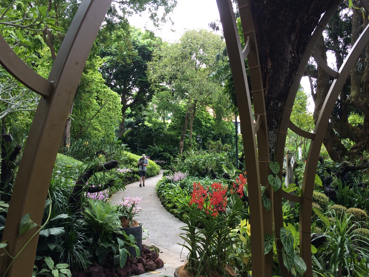 orchid, national orchid garden, singapore, beautiful, nature