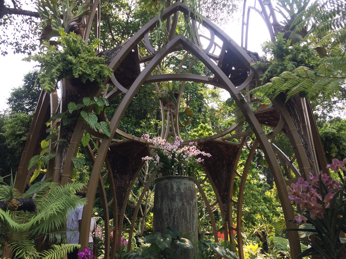 orchid, national orchid garden, singapore