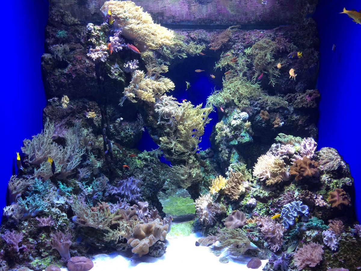 sea aquarium, singapore, travel, explore