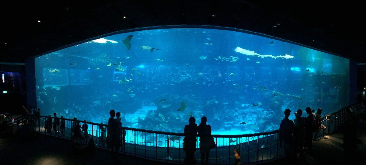 sea aquarium, singapore, travel, explore