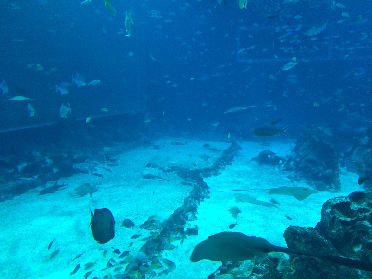 sea aquarium, singapore, travel, explore