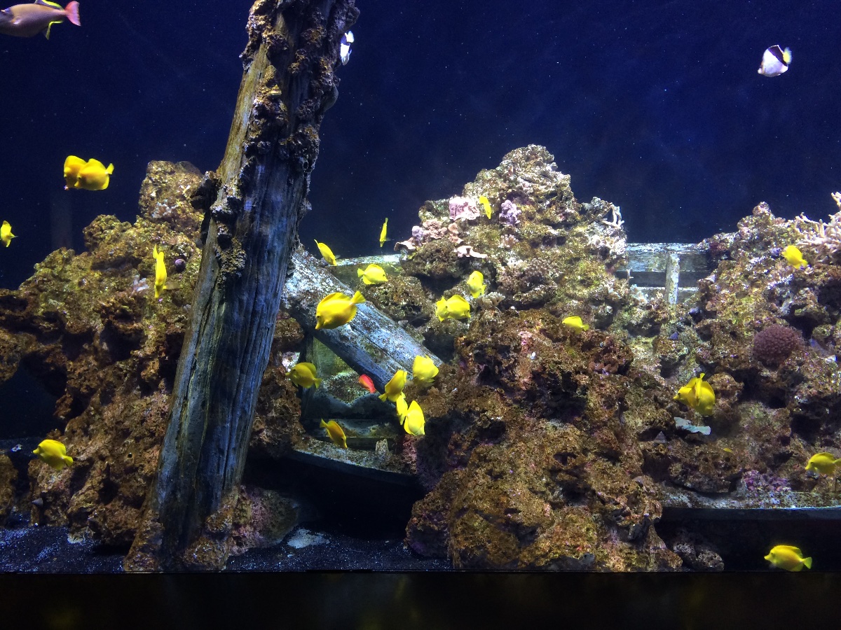 sea aquarium, singapore, travel, explore