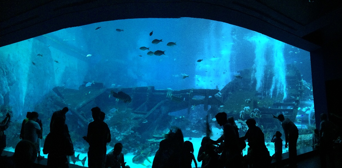 sea aquarium, singapore, travel