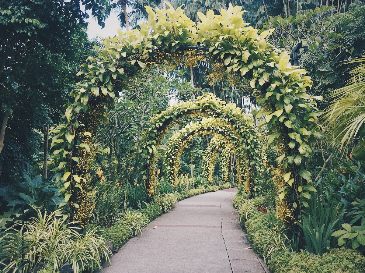 singapore botanic gardens, nature, lover, view, trail, walking, hiking