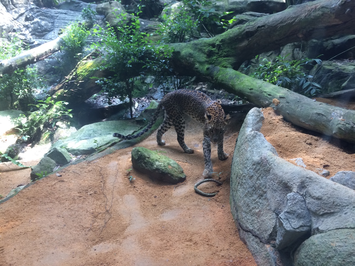 singapore, zoo, travel, explore, loner