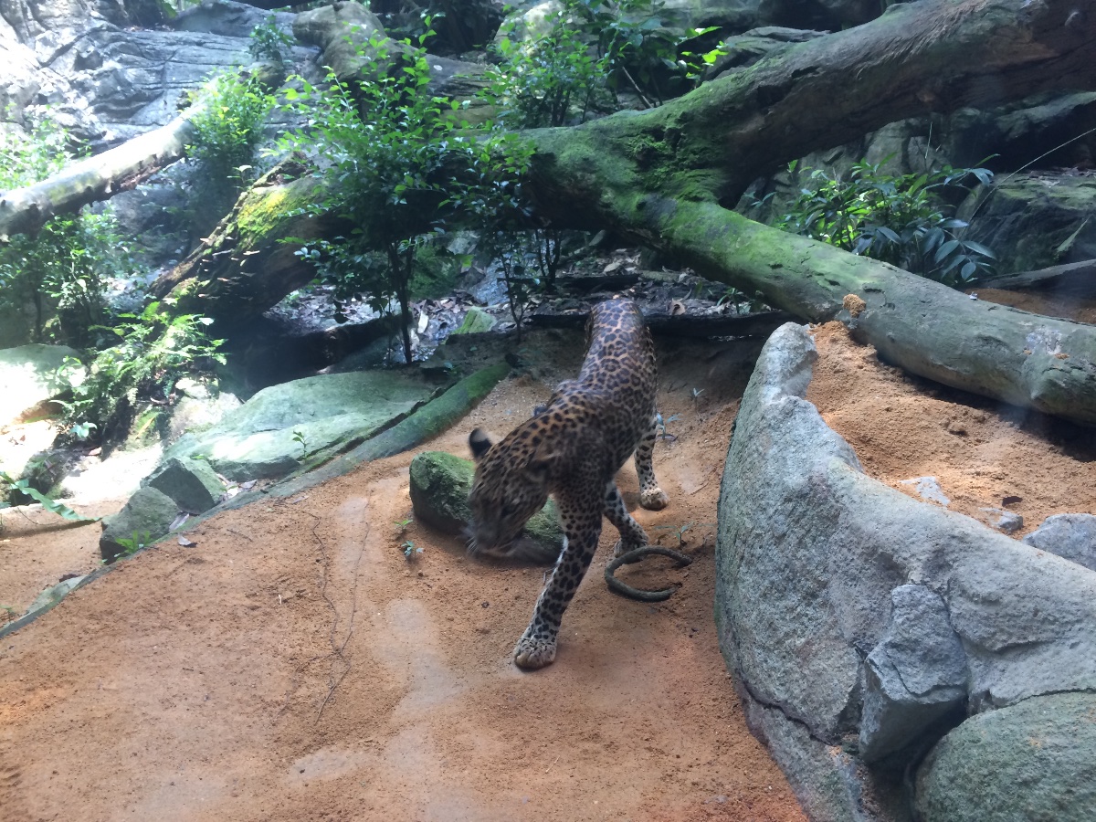 singapore, zoo, travel, explore, loner