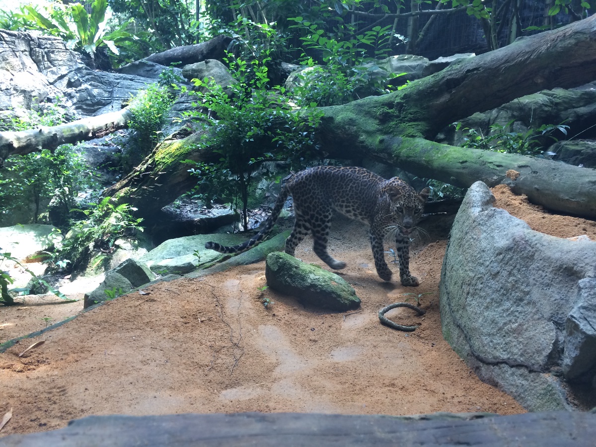 singapore, zoo, travel, explore, loner
