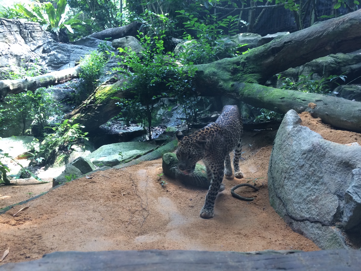 singapore, zoo, travel, explore, loner