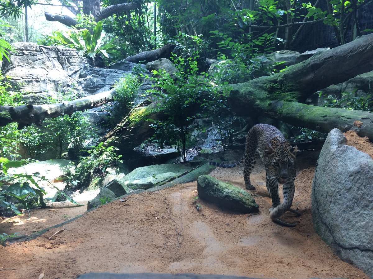 singapore, zoo, travel, explore, loner