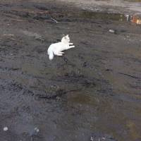 white cat laying on the road