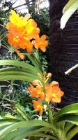 misthouse, singapore, orchid garden