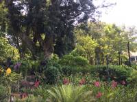 singapore botanic gardens, nature, lover, view, trail, walking, hiking