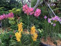 orchid, national orchid garden, singapore, beautiful, nature