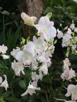 white, violet, flower, orchid