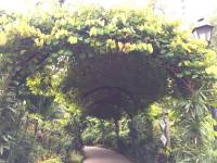 nature trail, singapore, beautiful, garden