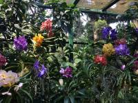 colorful, orchids, display, nature