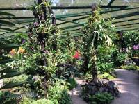 nature, garden, greenhouse