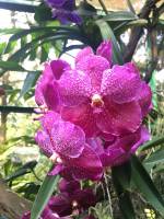 pink orchid