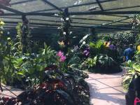 misthouse, garden, orchids