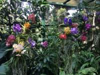 beautiful, colorful, orchids