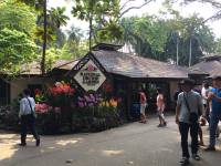 national orchid garden, singapore