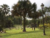 singapore botanic gardens, nature, lover, view, trail, walking, hiking