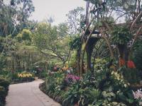 singapore botanic gardens, nature, lover, view, trail, walking, hiking