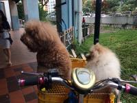 cuties, poodle, pomeranian, singapore
