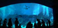 sea aquarium, singapore, travel