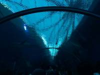 sea aquarium, singapore, travel
